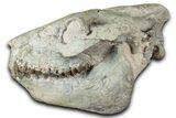 Fossil Oreodont (Merycoidodon) Skull - South Dakota #355528-1